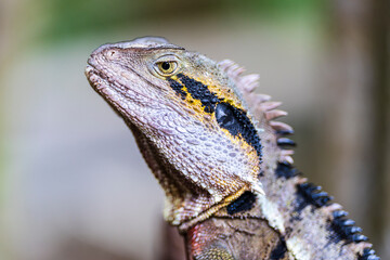 Lizard a cold-bloded repile, scaled reptile, a water dragon in Brisbane, Australia