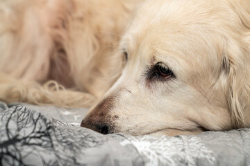 Cute golden retriever dog resting peacefully on cozy bed, sleepy eyes big nose, indoor pet lifestyle, calm and relaxing moment, perfect for home comfort and animal lovers. Pet ownership and friendship