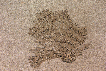A small crab digging out sand pellets to make its burrow, forming beautiful patterns. Alas Purwo Beach, Banyuwangi, Java Timur