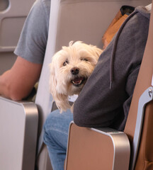 dog in the hands of its owner. The concept of traveling with a pet on a plane, on a ship. Vacation with a pet on vacation. High quality photo