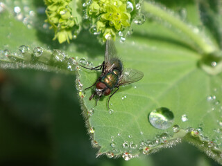 The common green bottle fly (Lucilia sericata), male resting on a dew covered lady's mantle leaf