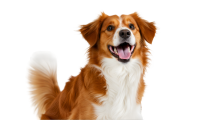 excited Nederlandse kooikerhanje dog on isolated background, generative ai 