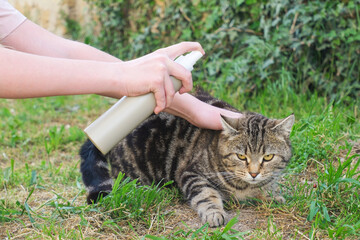A woman treats a cat from fleas. Protection of animals from insects.