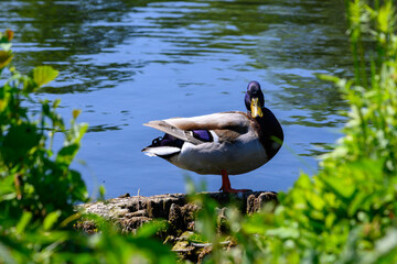 Male duck stands between the greenery at the edge of the water. Location: Deurne (Belgium)