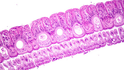 Obraz premium Microscopic view of tissue