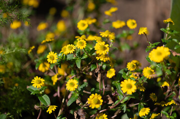 Colorful yellow flowers bloom abundantly in a sunny garden showcasing nature's beauty during springtime
