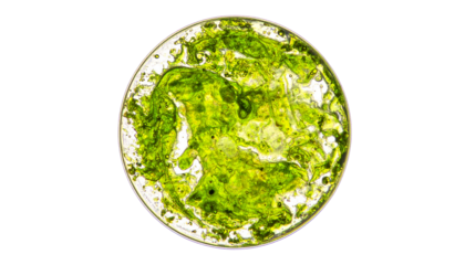 Vibrant Green Algae Culture
