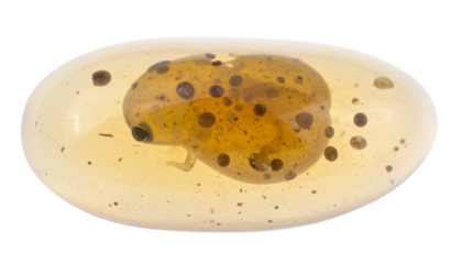 Amphibian Embryo in Egg