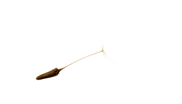 Dandelion seed head