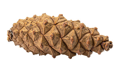 Detailed Pine Cone Close-Up