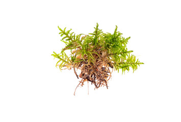 green moss isolate on a white background
