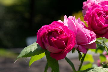 Vibrant pink roses in a garden blooming under bright sunlight on a warm day