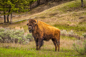 A Buffalo stands proudly in the surrounding landscape.