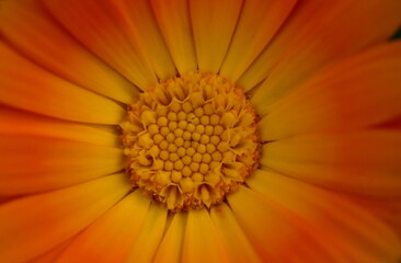 Nahaufnahme einer Ringelblume