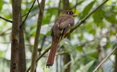 Collared Trogon (Trogon collaris) perched quietly on branch in tropical rainforest, Costa Rica