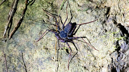 Tailless Whip Scorpion (Amblypygi) crawling on rock surface in tropical rainforest, Costa Rica