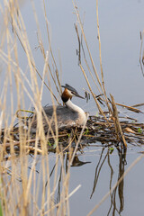Portrait of Great crested grebe (podiceps cristatus) on his nest with a bedding of aquatic plants