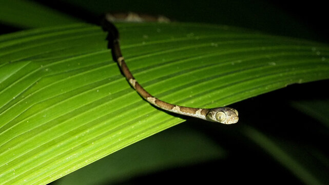 Blunt-headed Tree Snake (Imantodes cenchoa) crawling on tropical leaf at night, Costa Rica