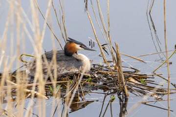 Portrait of Great crested grebe (podiceps cristatus) on his nest with a bedding of aquatic plants