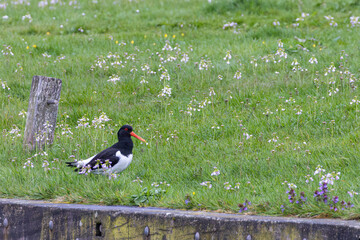 Eurasian Oystercatcher (Haematopus ostralegus) wader bird walking in herbal grass land looking for food along the coast of The Netherlands