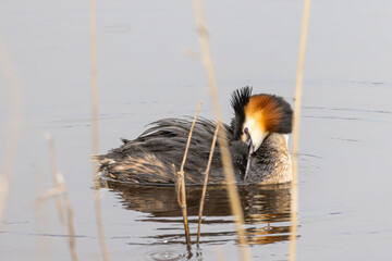 Portrait of Great crested grebe (podiceps cristatus) cleaning his feathers