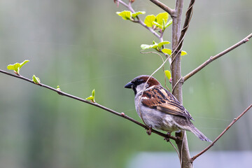 Male House sparrow (Passer domesticus) perched on branche