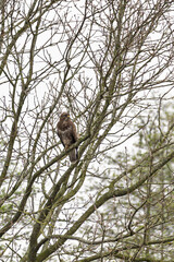 Buzzerd Buteo buteo) perched on branche of tree withoput leaves during spring