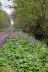 Pink-violet butterbur (Petasites hybridus) on roadside during spring season