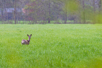 Female in agricultural grassland eating grass and looking into the camera