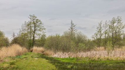 Nature Landscape Friese wouden bij Eastermar in The Netherlands