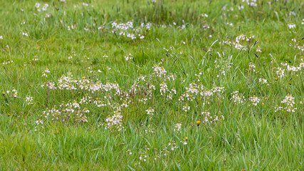 Agricultural field with blooming Cuckoo flower (Cardamine pratensis)