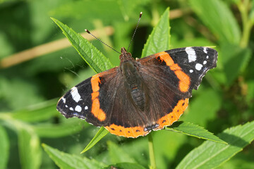 Closeup on a colorful European Red Admiral butterfly, Vanessa atalanta with spread wings