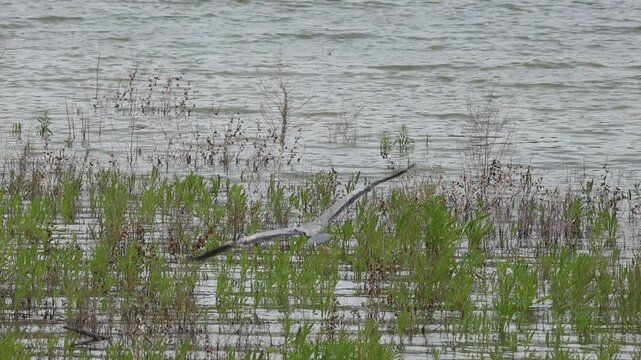Garza Ardea cinerea volando se posa sobre el agua para pescar en el pantano de Beniarres, Espa&ntilde;a