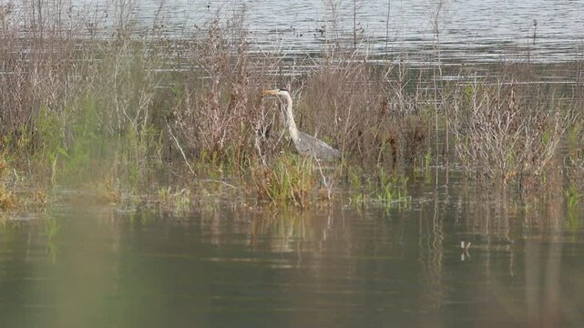 Garza Ardea cinerea camina con sigilo  en el agua entre hierbas, Beniarres, Espa&ntilde;a