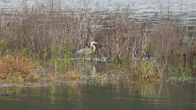 Garza real falla su pesca en el pantano de Beniarres, Espa&ntilde;a