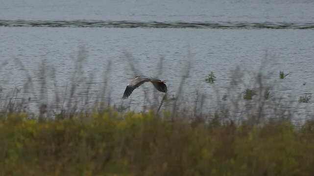 Garza Ardea cinerea volando tras hierba alta seca en la orilla del pantano de Beniarres, Espa&ntilde;a