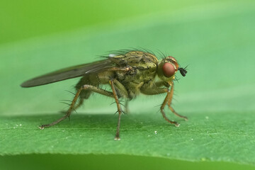 Detailed closeup on a Common yellow dung fly, Scatophaga stercoraria on a green leaf