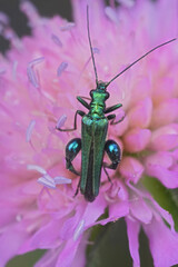 Closeup on the metallic green swollen-thighed or  thick-legged false oil beetle Oedemera nobilis on a pink flower