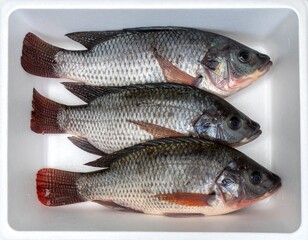 Obraz premium close up of live nile tilapia in styrofoam box