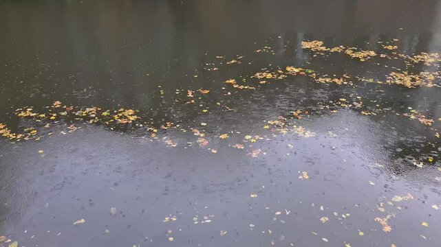 autumn leafes floating on a river water surface and moving slowly downstream