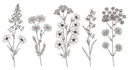 Monochrome botanical illustration set