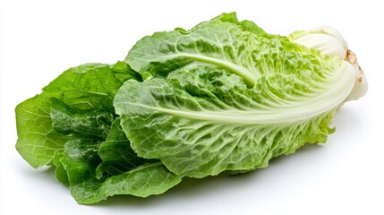 Fresh romaine lettuce isolated on white background food photography studio setting close-up view for culinary use