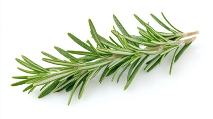 Fototapeta premium Isolated fresh rosemary sprig on white background nature photography culinary herb minimalist style