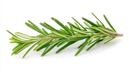 Fototapeta premium Isolated fresh rosemary sprig on white background botanical photography minimalist style natural environment close-up view herbaceous concept