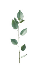 Fototapeta premium Green leaves 