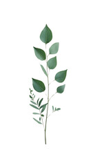 Fototapeta premium Green leaves 