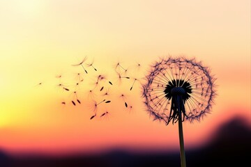 Naklejka premium Dandelion seeds blowing away at sunset for nature and botanical use cases