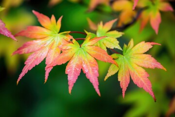 Colorful maple leaves with blurred foliage for seasonal designs and nature projects.