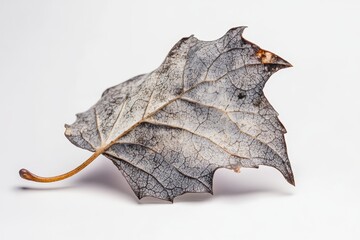 Naklejka premium Isolated Ivy Leaf on White Background: Closeup Macro Image for Natural Remedies and Syrup Preparation