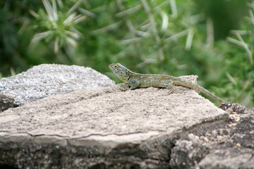 Black-necked agama, Acanthocercus atricollis, on a rock